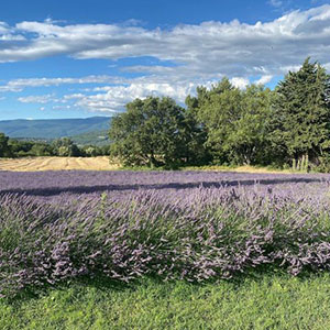 Lieu de réception Vaucluse